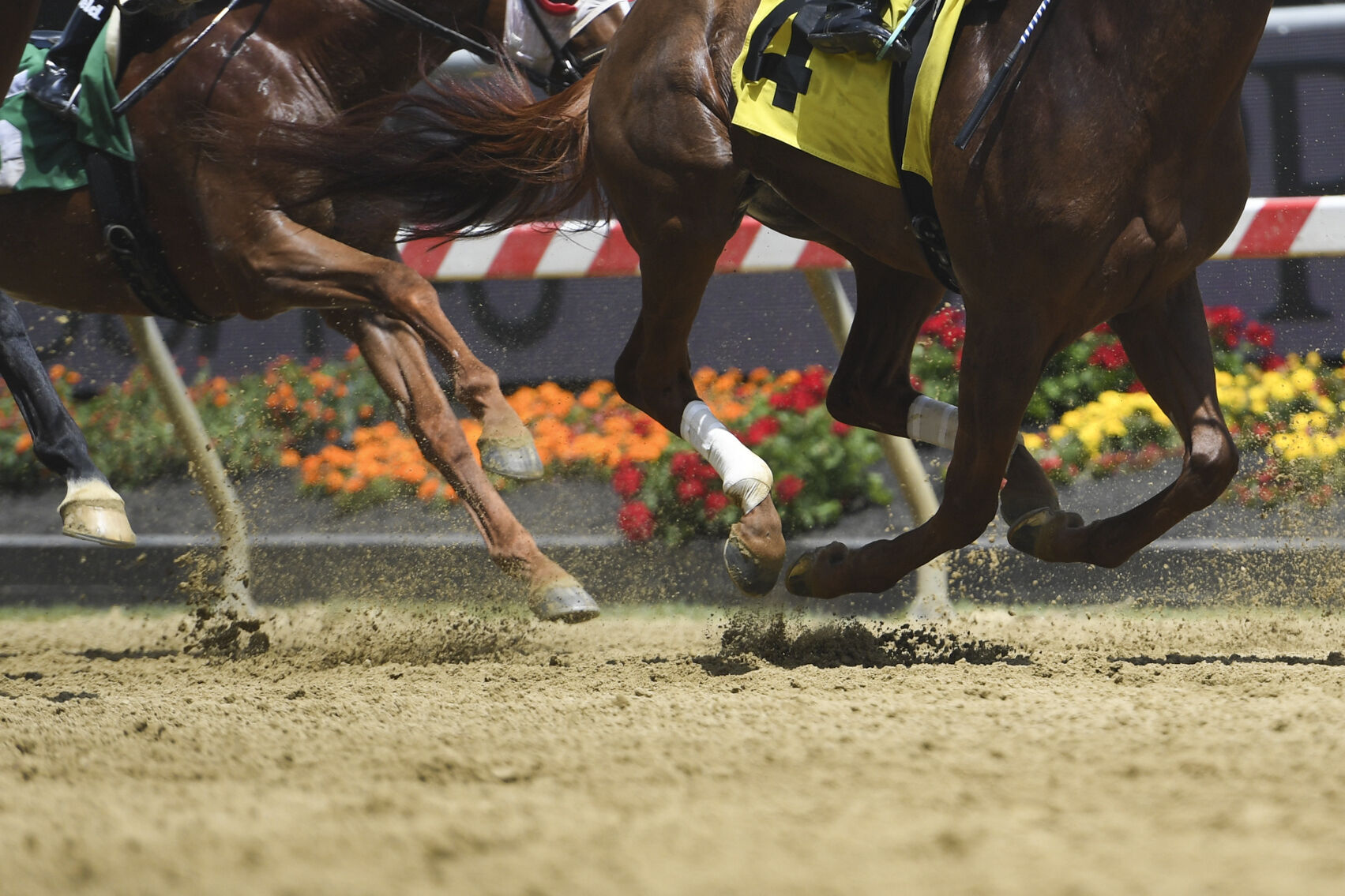 Preakness Stakes Horse Race